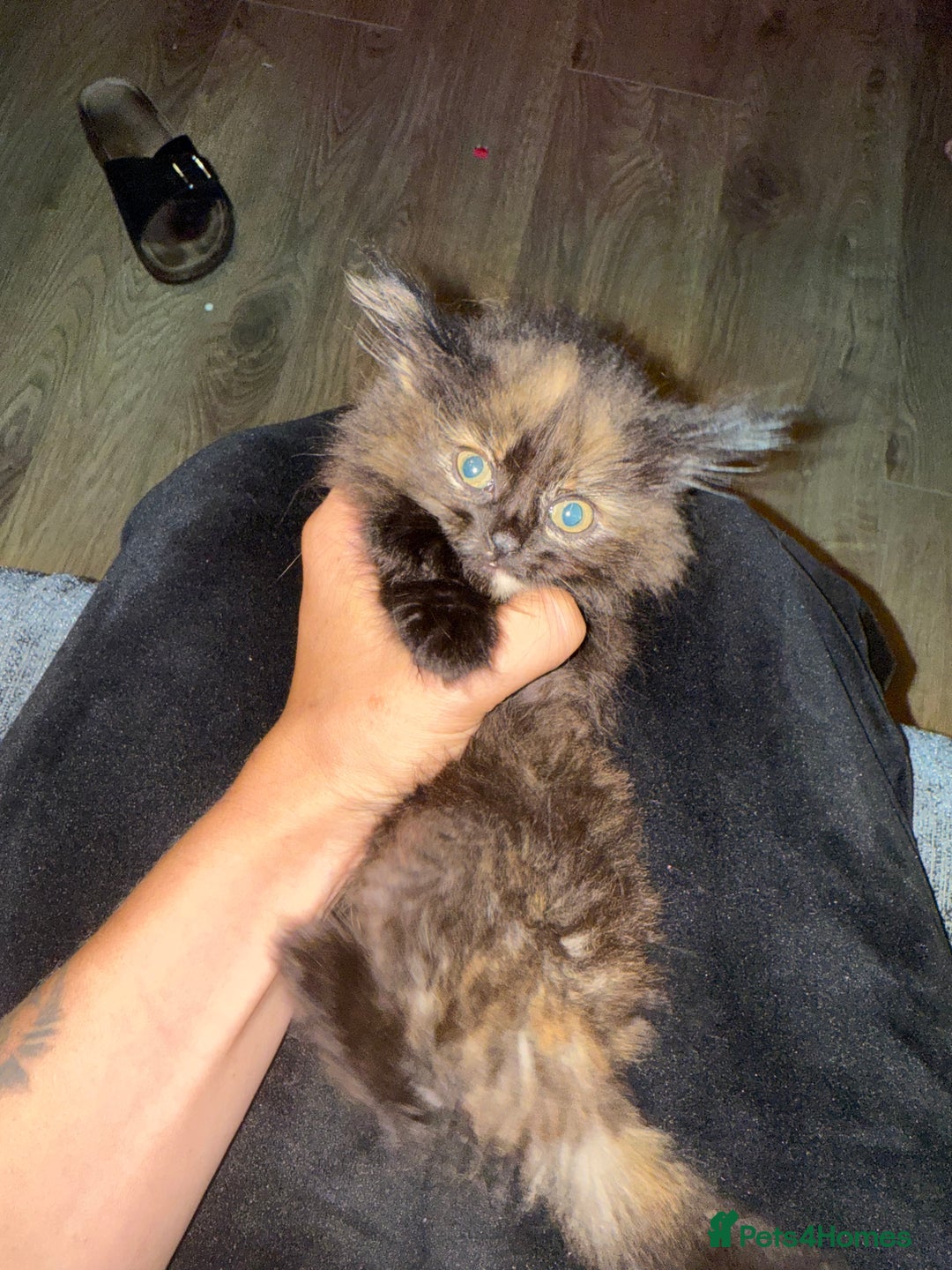 Mixed Breed cats for sale: Kittens  - Image 13