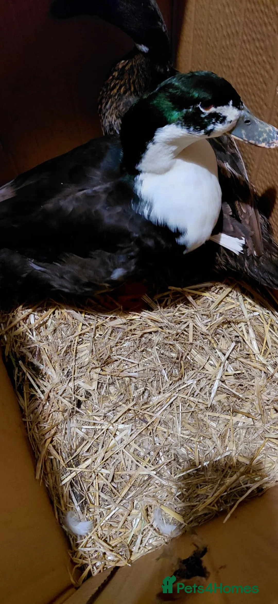 Ducks poultry for sale: Khaki campell drake for sale  - Advert 5