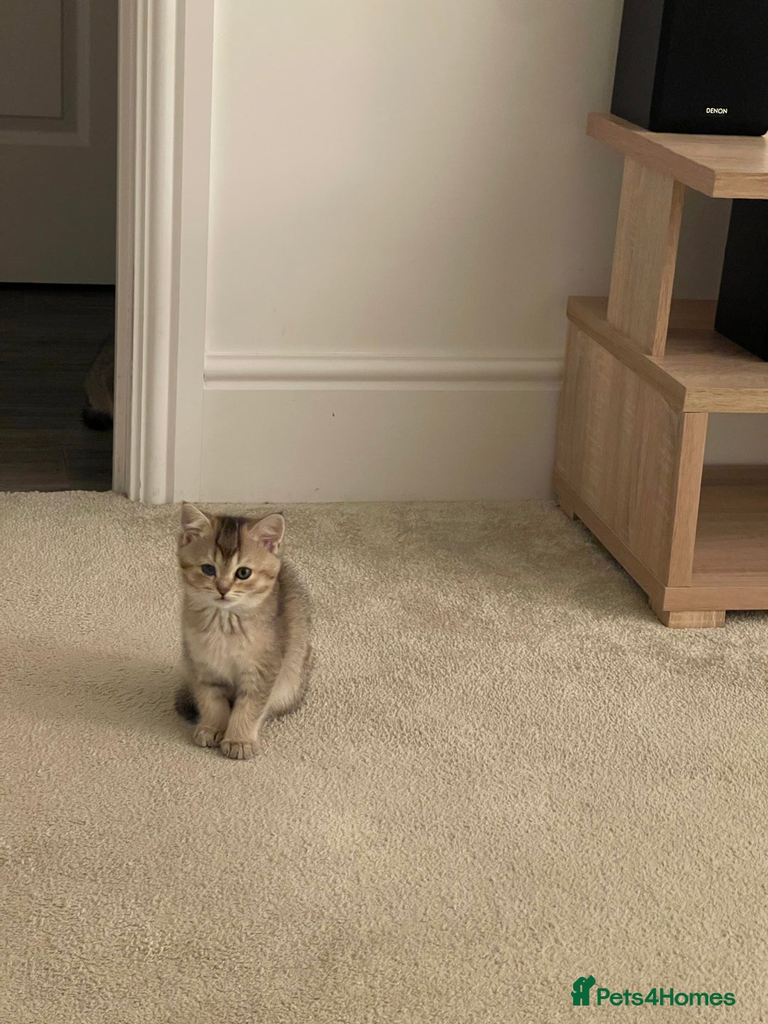 Scottish Fold cats for sale: ✨ STUNNING SCOTTISH FOLD KITTENS ✨ - Advert 7