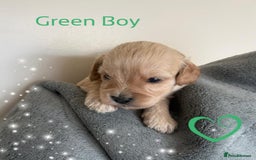 Cavapoo dogs for sale: ✨Exceptional Cavapoo Puppies Raised with love🐾 - Image 3