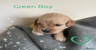 Cavapoo dogs - Advert 2