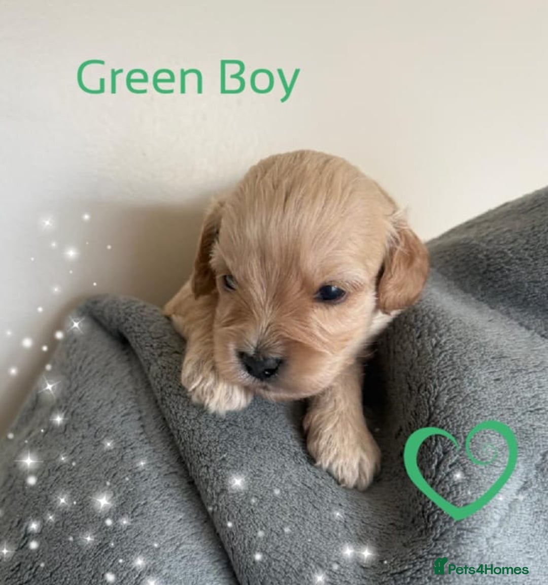 Cavapoo dogs for sale: ✨Exceptional Cavapoo Puppies Raised with love🐾 - Image 3