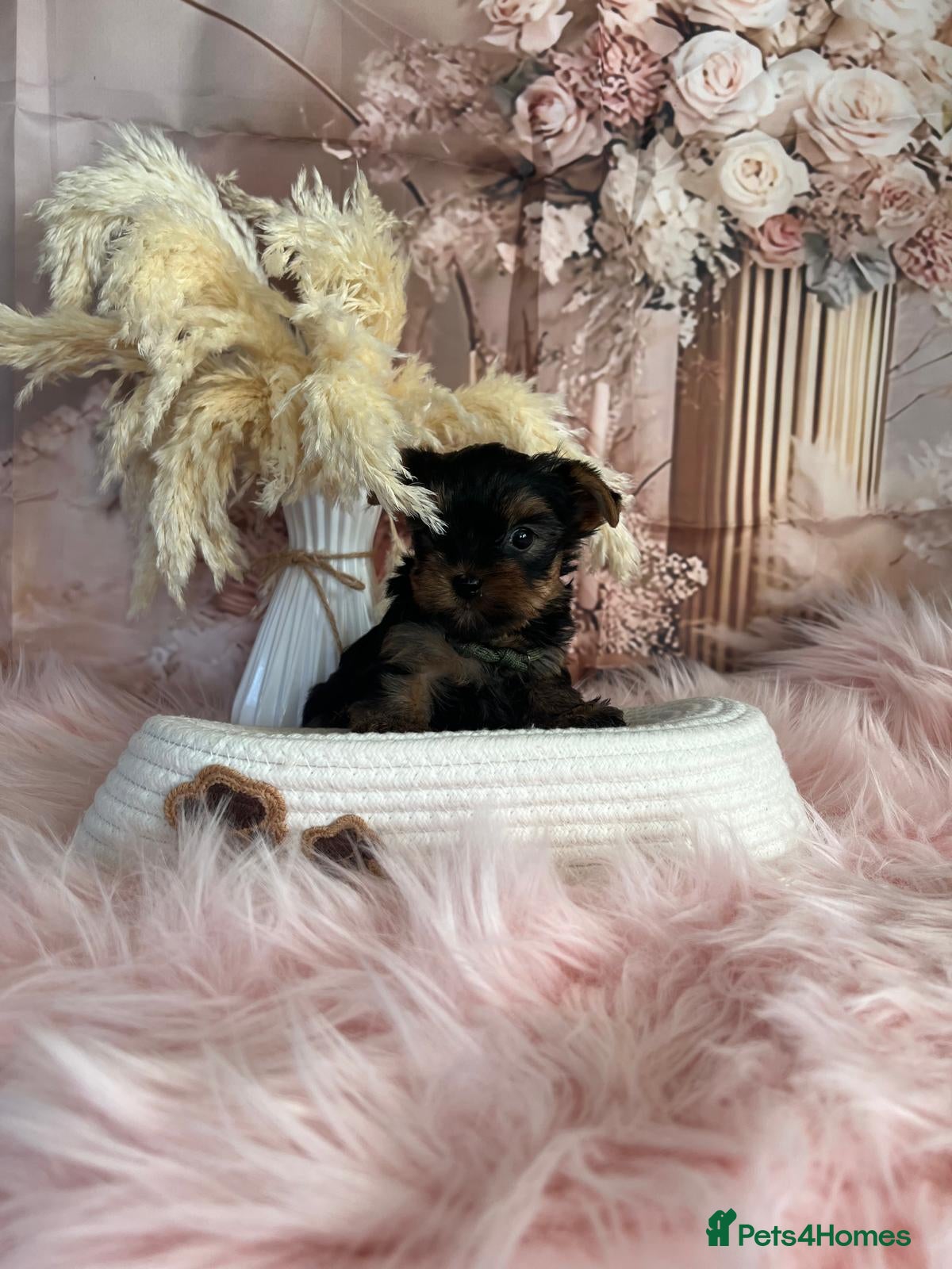 Yorkshire Terrier dogs Left two beautiful boy❤️ - Advert 3