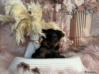 Yorkshire Terrier dogs Left two beautiful boy❤️ - Advert 3