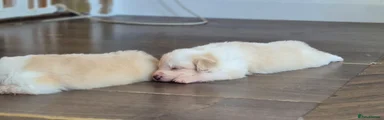 Border Collie 4