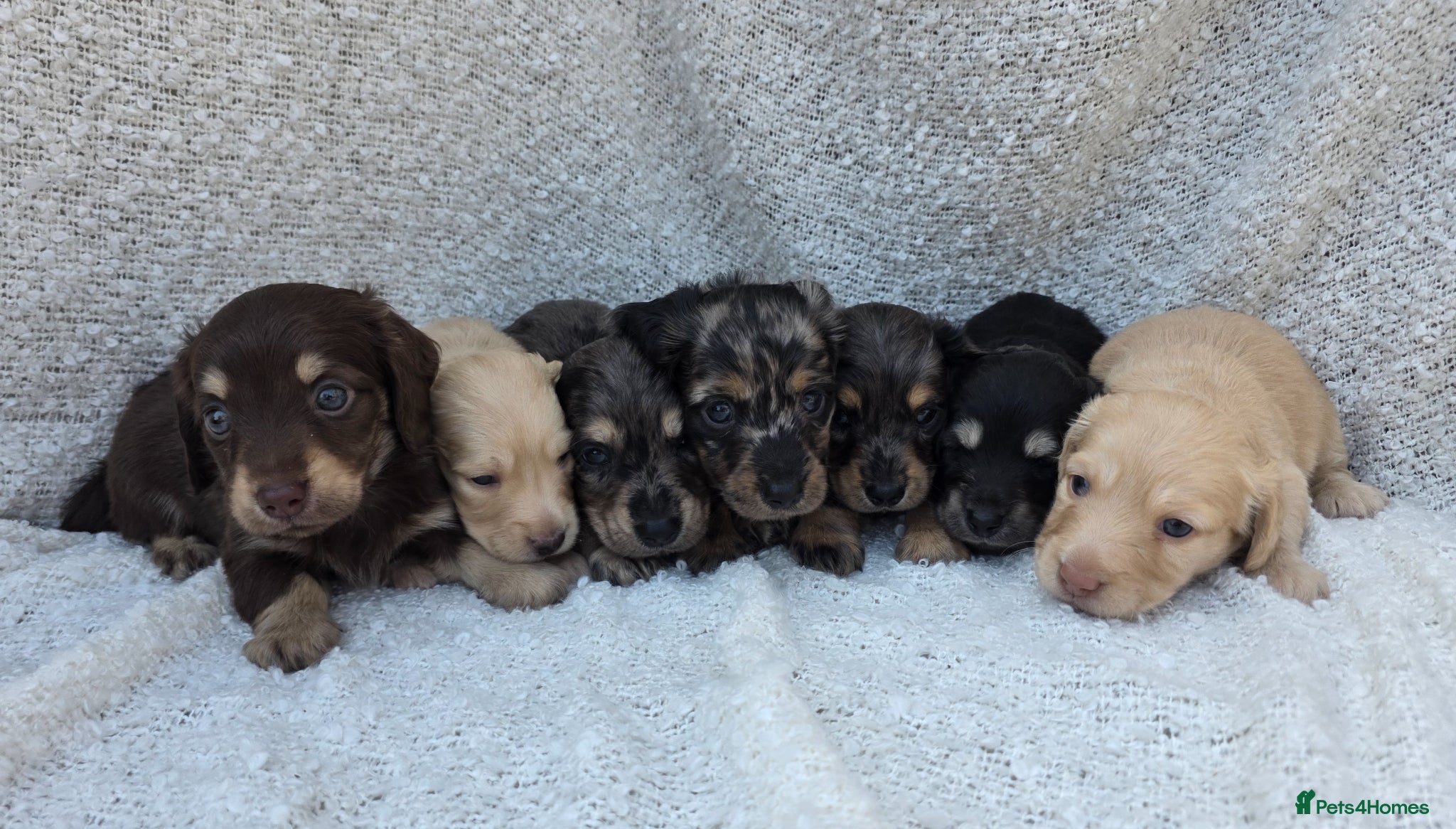 Miniature Dachshund dogs Stunning KC Long hair daxi. 5* breeders  - Advert 2