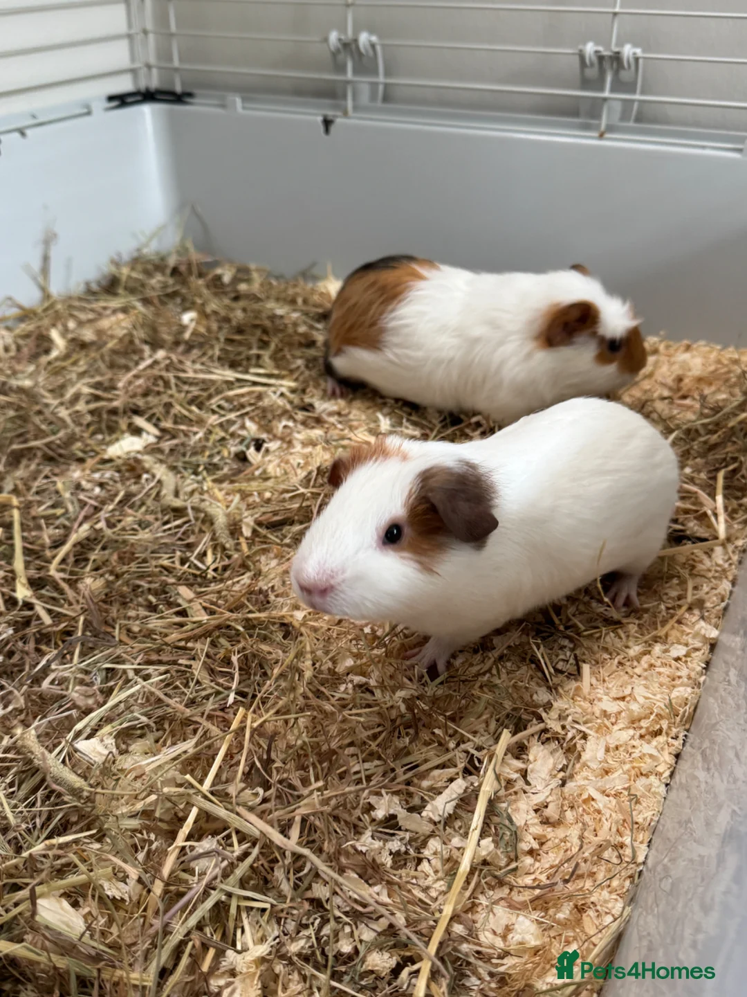 Guinea Pig rodents for sale: 2 male guinea pigs for sale - Advert 2