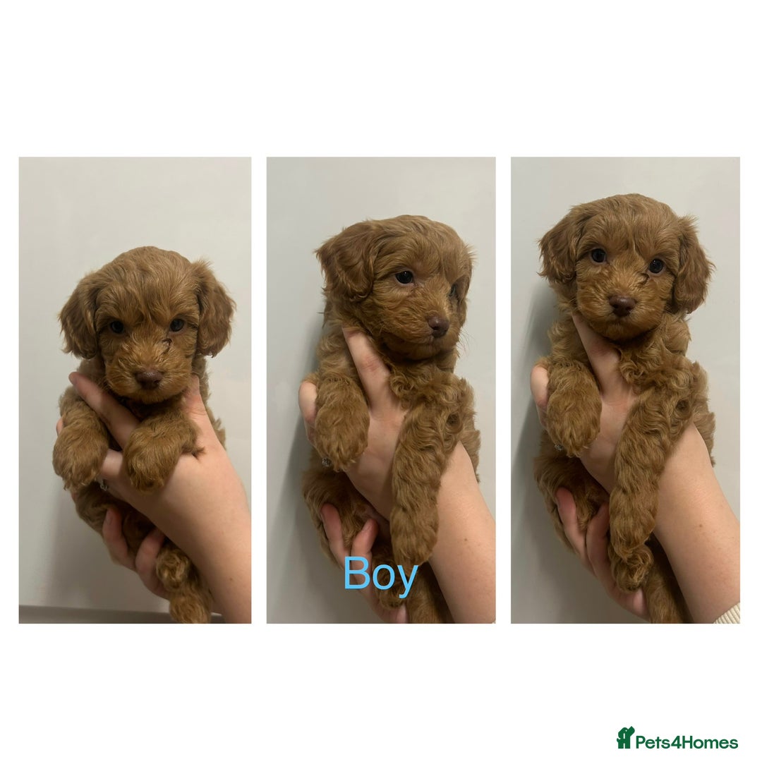 Maltipoo dogs for sale: Toy Maltipoo Puppies - Advert 3