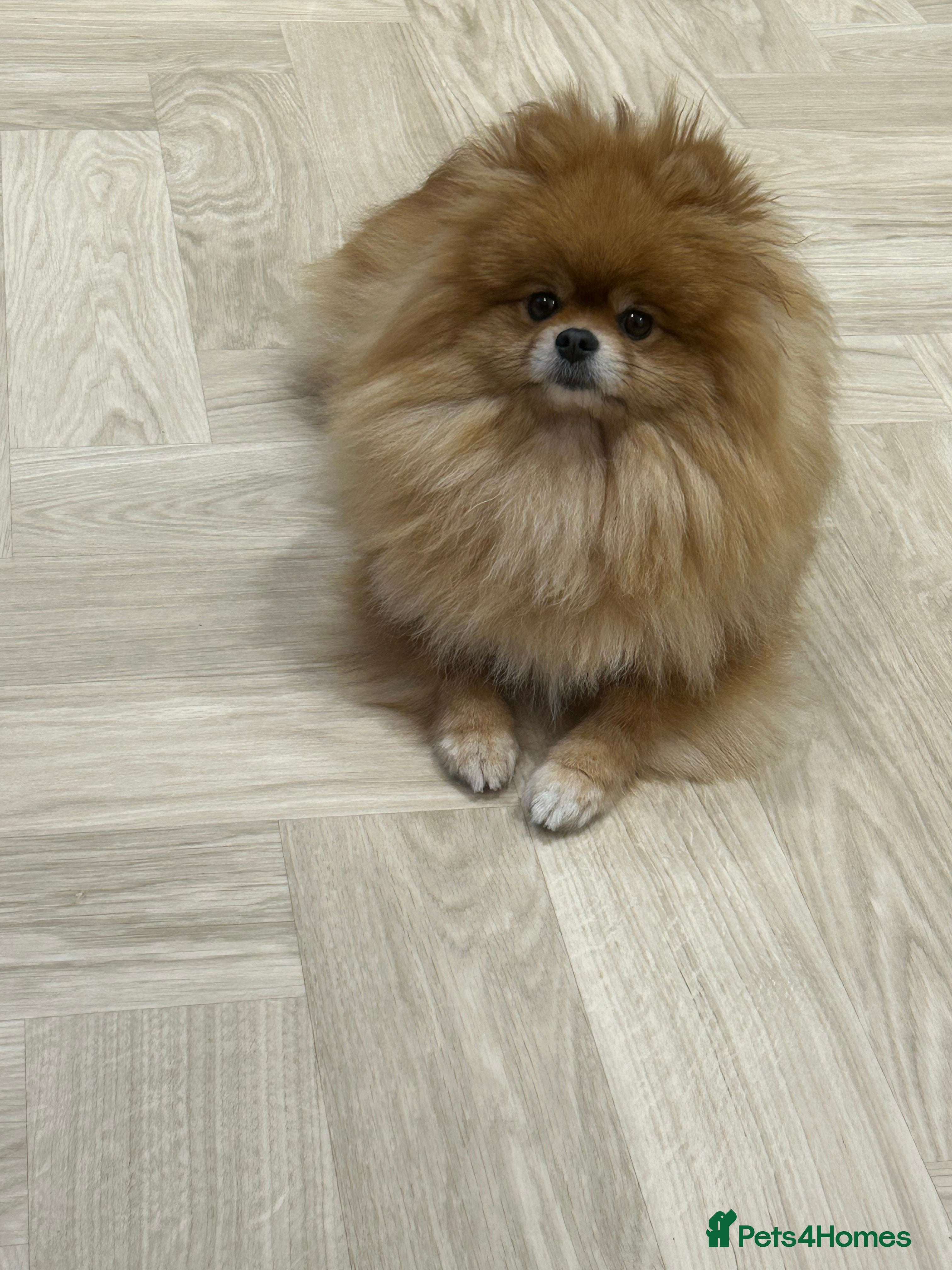 Pomeranian dogs  Stunning Pomeranian – Tiny and  Fluffy - Advert 1