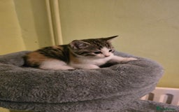 Mixed Breed cats for sale: Beautiful mixed breed female kitten  - Image 7