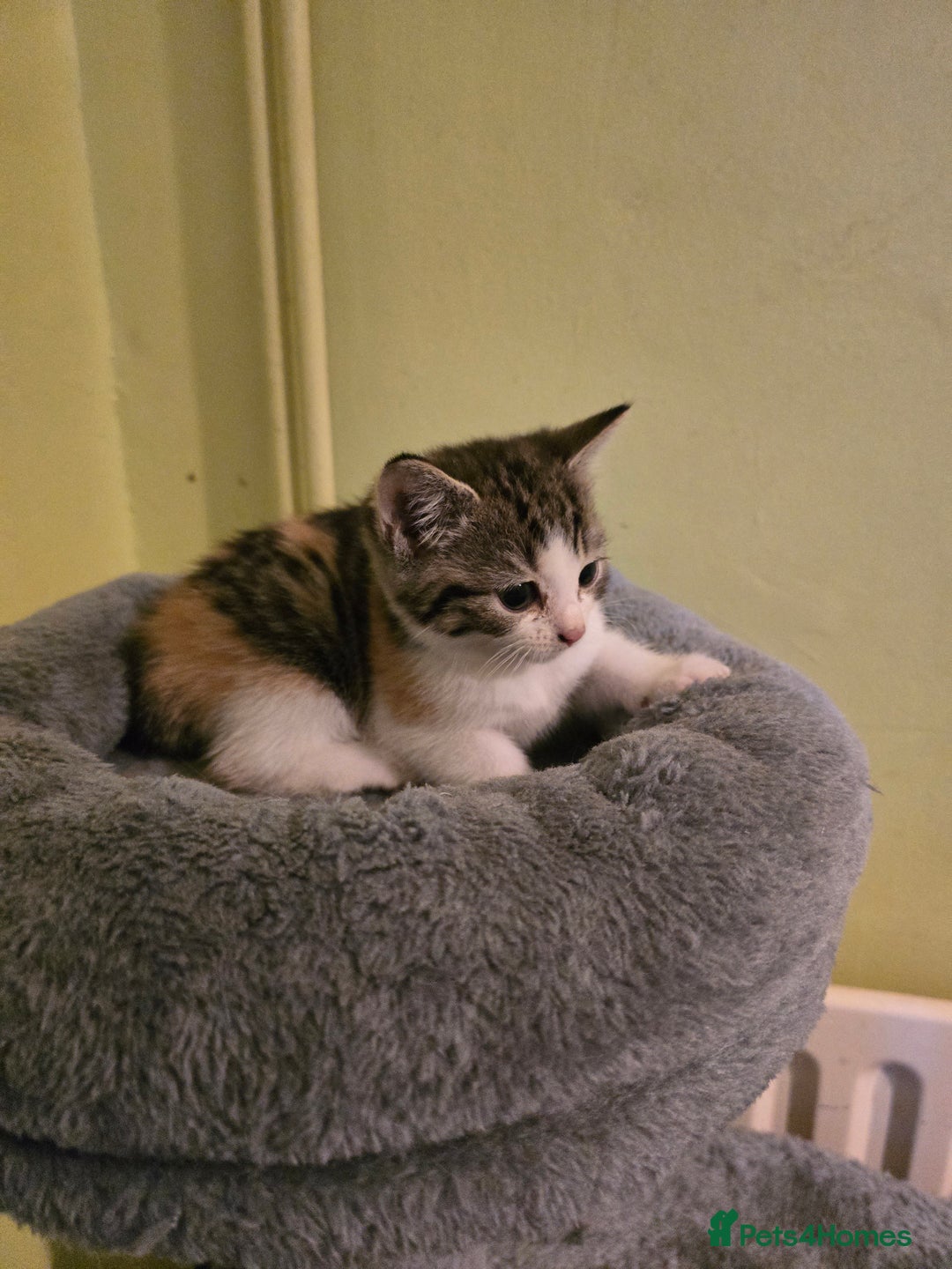 Mixed Breed cats for sale: Beautiful mixed breed female kitten  - Image 7