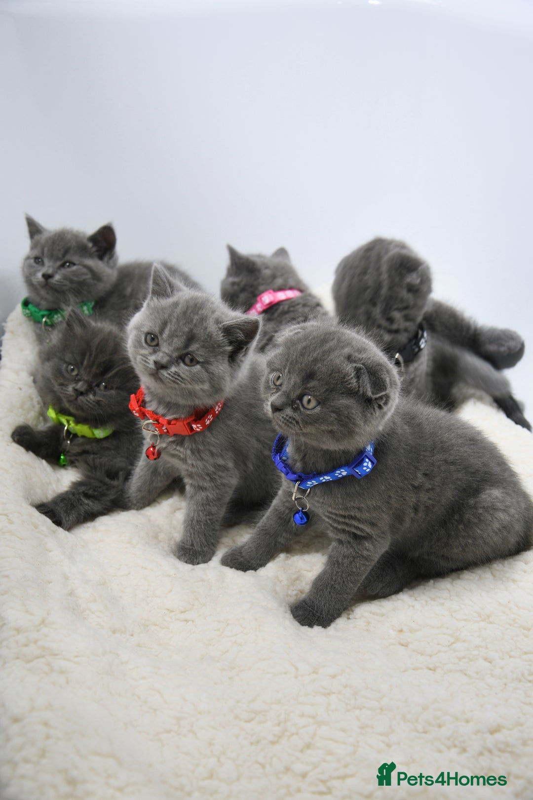 British Shorthair cats for sale: 6 stunning British Shorthair kittens  - Advert 1