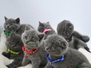British Shorthair cats 6 stunning British Shorthair kittens - Advert 5