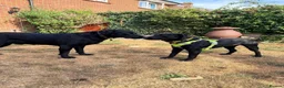 Mixed Breed dogs for adoption: Meet Kuro, currently residing in Surrey in Guildford - Advert 3