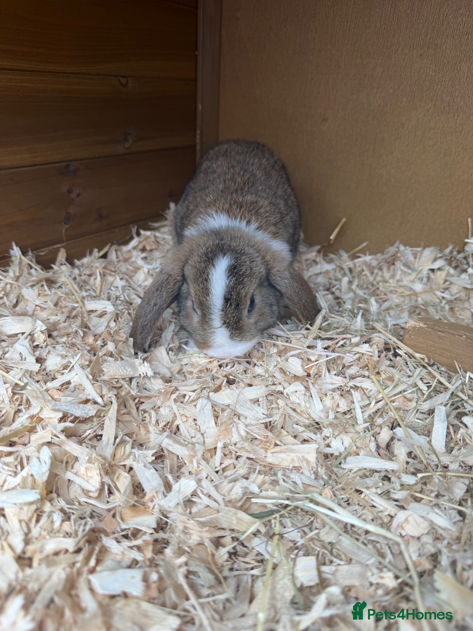 Mini Lop rabbits 4 grey baby lops for sale  - Advert 2