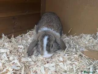 Mini Lop rabbits 4 grey baby lops for sale - Advert 2