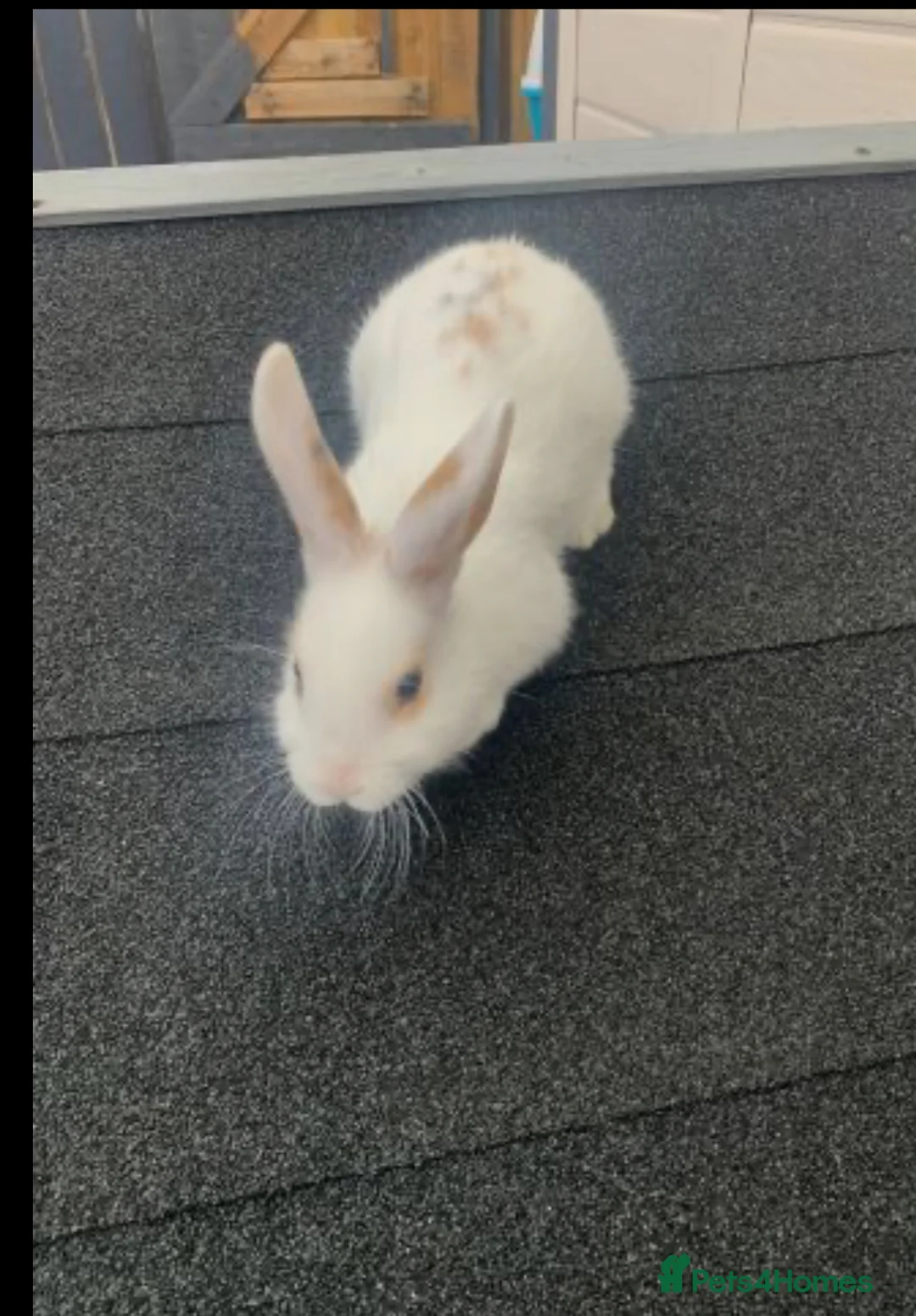 Rex rabbits for sale: Minni Rex boy (Gucci) - Advert 4