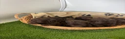 Cockapoo dogs for sale: CHOCOLATE F1 COCKAPOO  - Advert 17