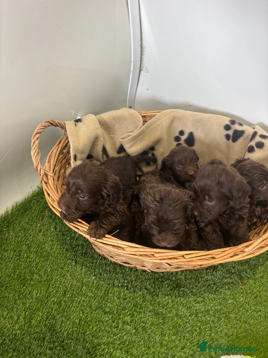 Cockapoo dogs for sale: CHOCOLATE F1 COCKAPOO  - Advert 17