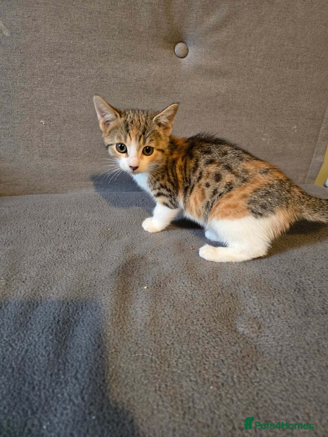 Bengal cats for sale: Beautiful male part bengal kitten - Image 3