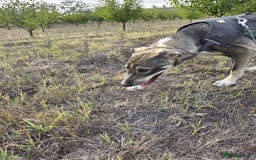 Mixed Breed dogs for adoption: Sweet, Friendly Young RUBY - for a Loving Family - Advert 15