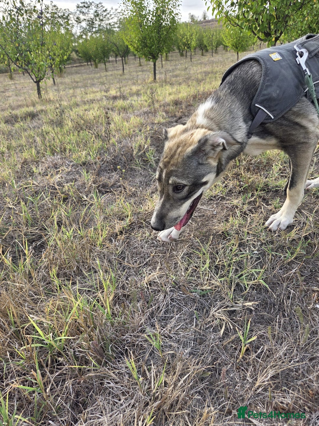 Mixed Breed dogs for adoption: Sweet, Friendly Young RUBY - for a Loving Family - Advert 15