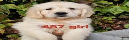 Golden Retriever dogs for sale: Stunning Golden Retrievers - Advert 19