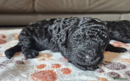 Cockapoo dogs for sale: 🐾 F1b Cockapoo Puppies for Sale 🐾 - Image 11