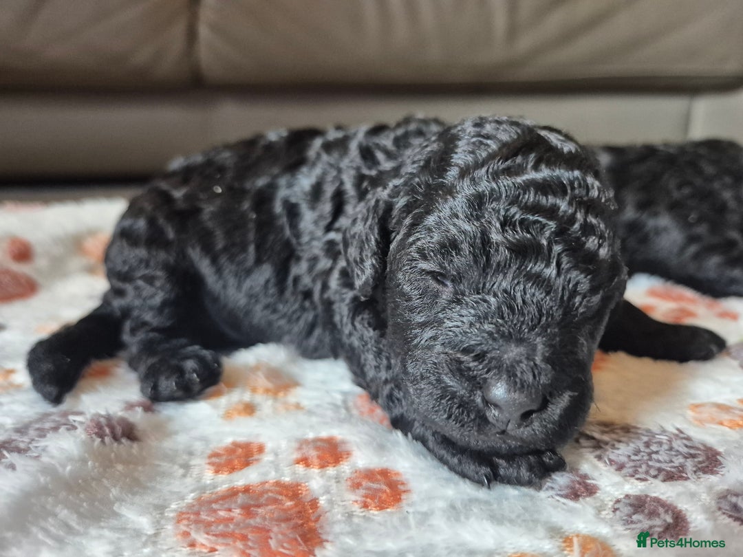 Cockapoo dogs for sale: 🐾 F1b Cockapoo Puppies for Sale 🐾 - Image 11
