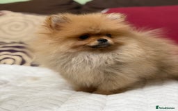 Pomeranian dogs for sale: Fabulous Pomeranian Girl Puppies  - Image 19