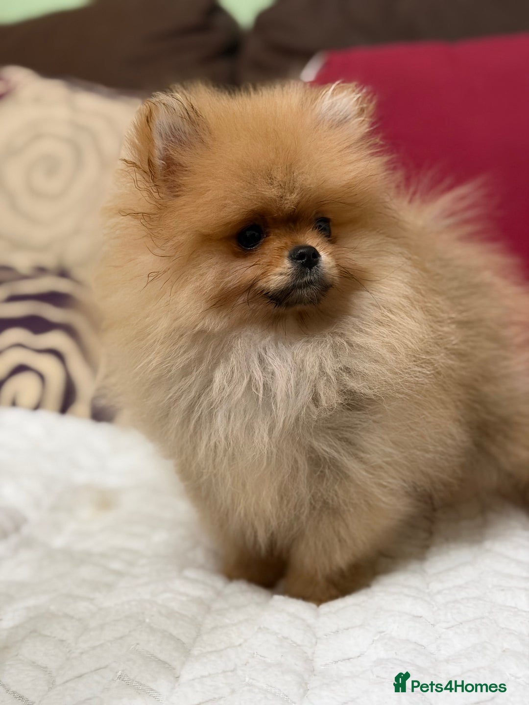Pomeranian dogs for sale: Fabulous Pomeranian Girl Puppies  - Image 19