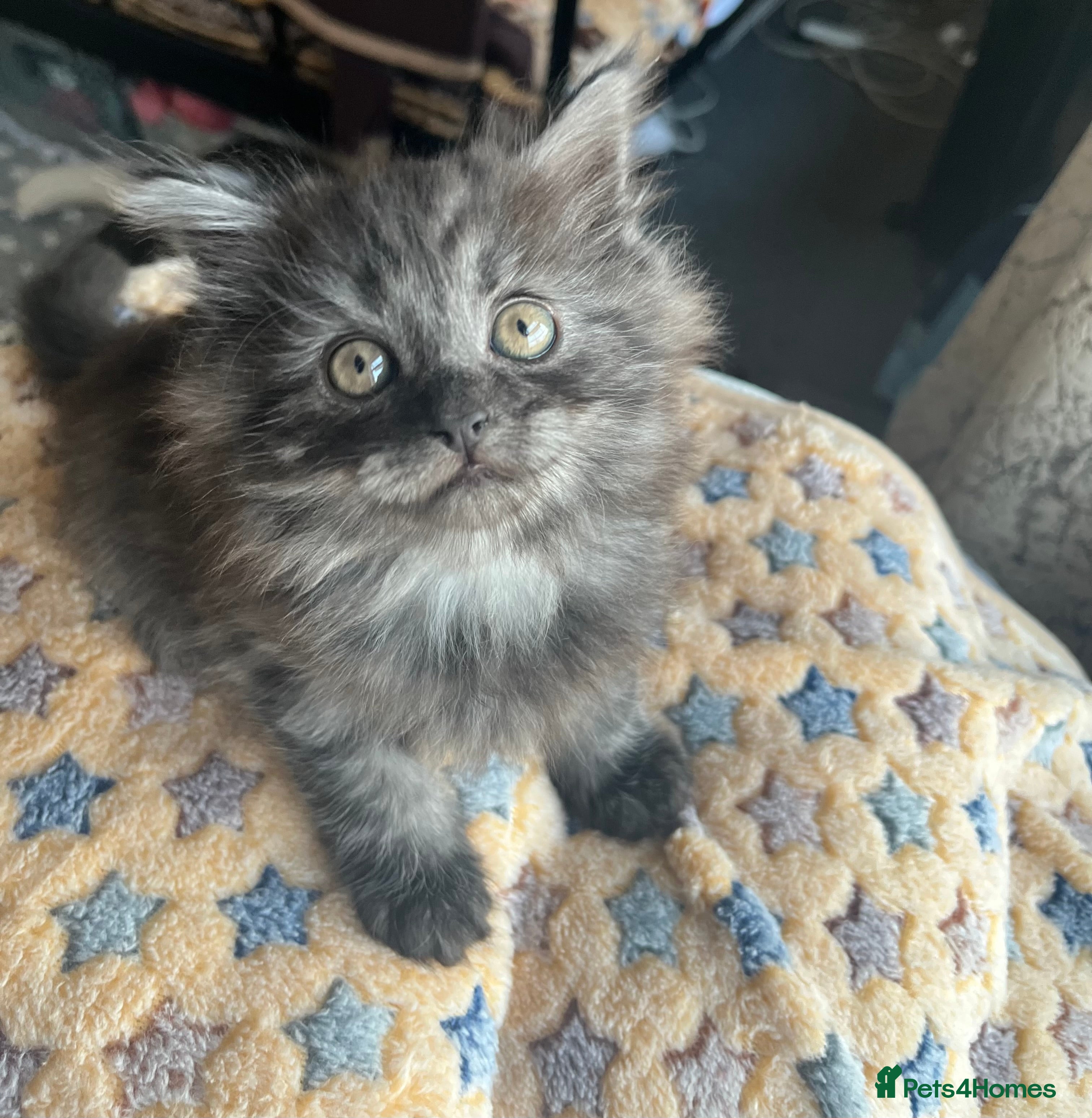 Mixed Breed cats for sale: 1 male Siberian Kittens for sale.  - Advert 1