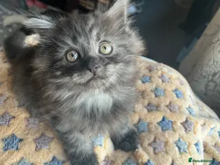 Mixed Breed cats 1 male Siberian Kittens for sale. - Advert 14