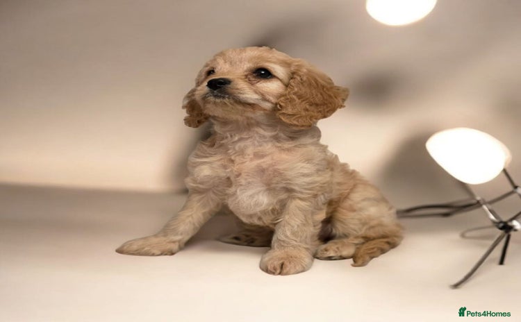 Cavapoo dogs Cavapoo - Advert 3