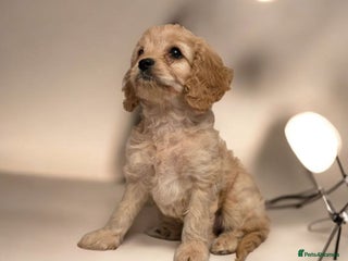 Cavapoo dogs Cavapoo - Advert 2