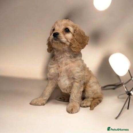 Cavapoo dogs Cavapoo - Advert 3