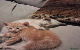 Norwegian Forest Cat cats for sale: HALF Norwegian Forest Kittens!!! - Image 1