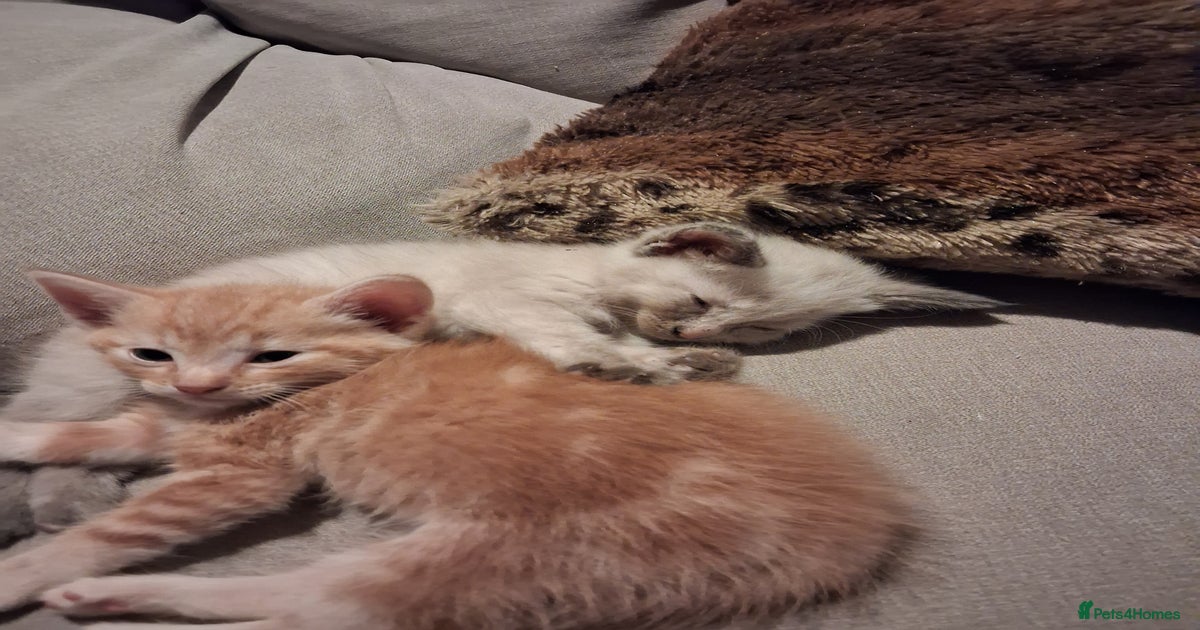 Newborn Identifying Male And Female Kittens Regional Red™ Red Meat