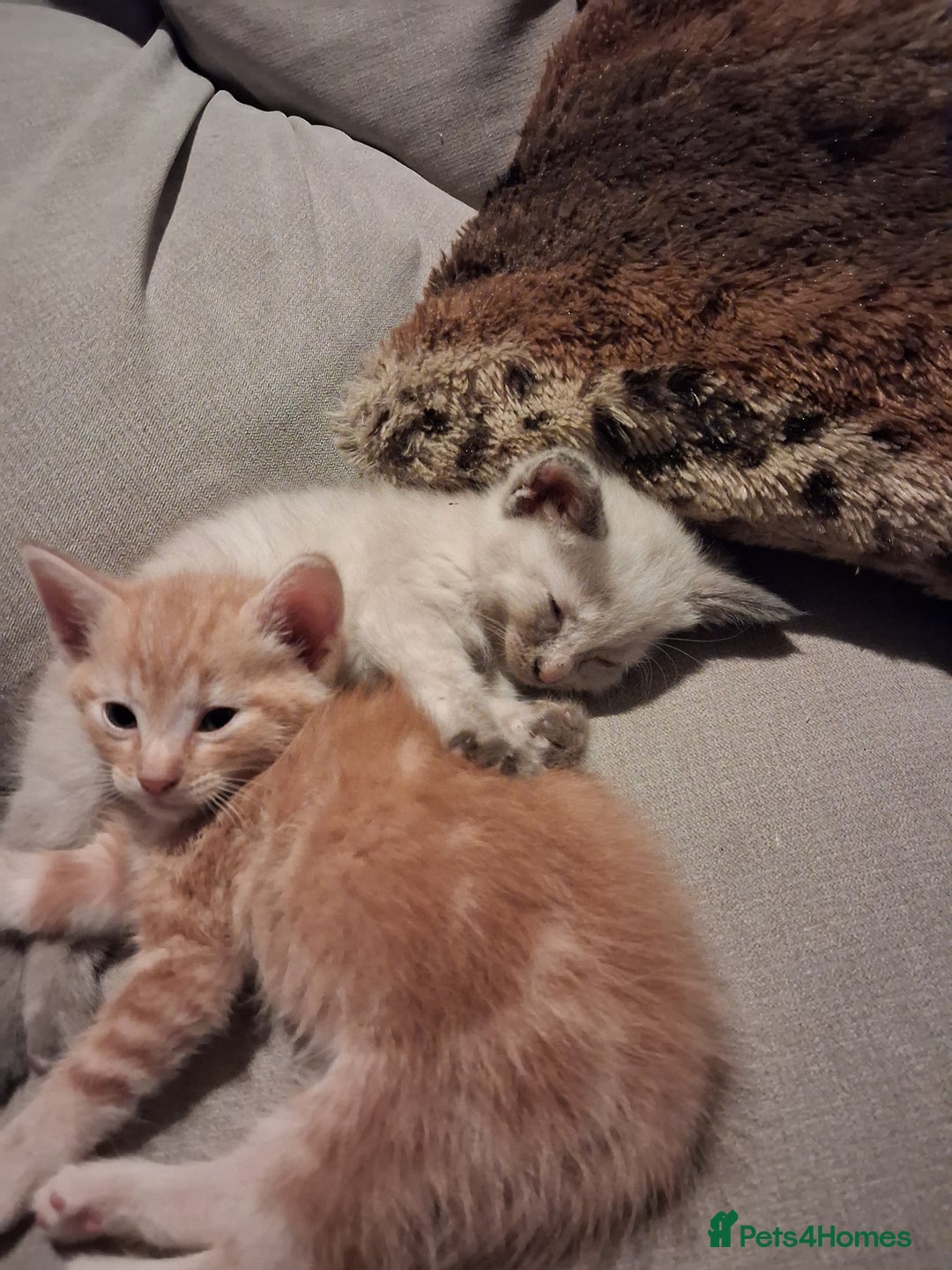 Norwegian Forest Cat cats for sale: HALF Norwegian Forest Kittens!!! - Image 1