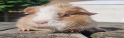 Guinea Pig rodents for sale: Beautiful Baby guinea pigs for sale  - Advert 7