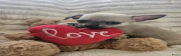 Chihuahua dogs for sale: Stunning chihuahua puppies  - Advert 13