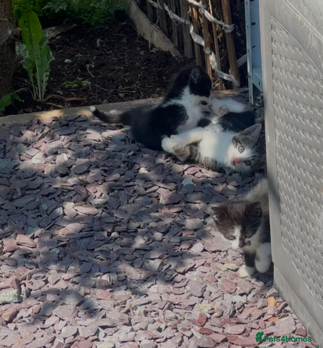 Domestic Shorthair cats for sale:  Domestic shorthair  - Image 12