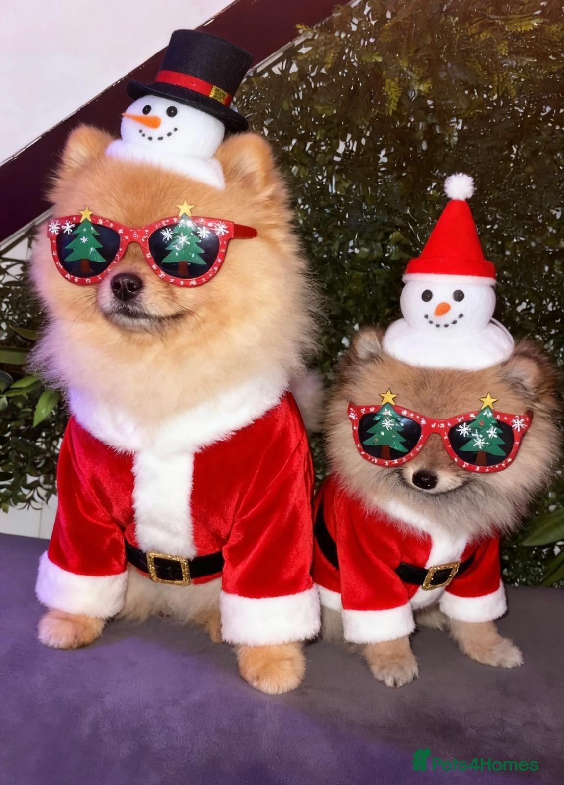 Pomeranian dogs 🏆✨LAST 1 🧸Small 🤩 Teddy Bear Face Pom🐶✨ - Advert 5