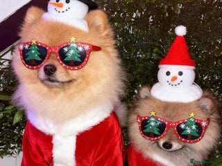 Pomeranian dogs 🏆✨LAST 1 🧸Small 🤩 Teddy Bear Face Pom🐶✨ - Advert 2