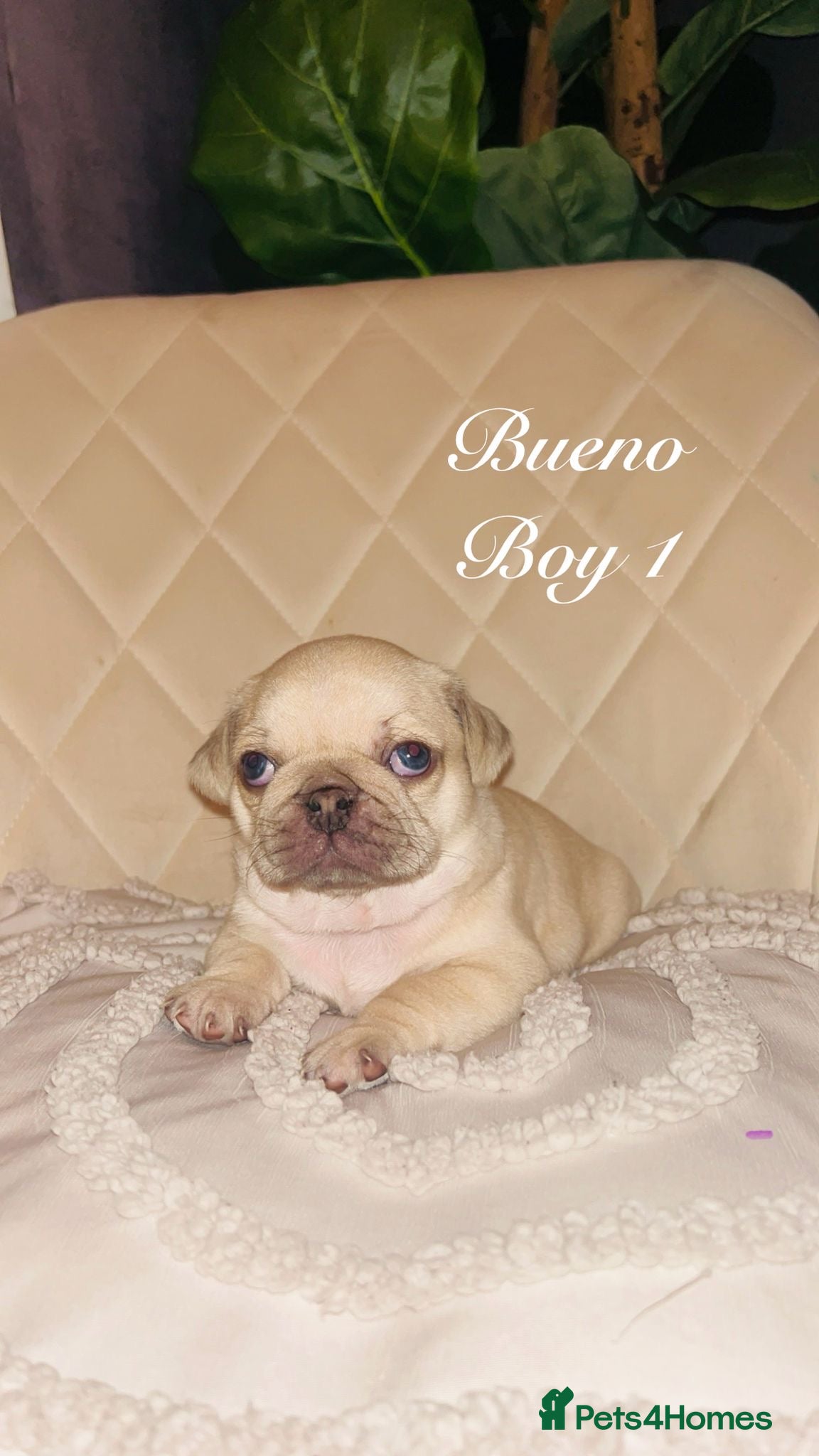 Pug dogs 2 boys 2 girl pugs for sale leeds  - Advert 10