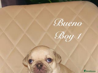 Pug dogs 2 boys 2 girl pugs for sale leeds - Advert 11