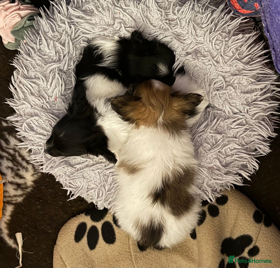 Papillon dogs for sale: Gorgeous litter of Papillon puppies for sale - Advert 16
