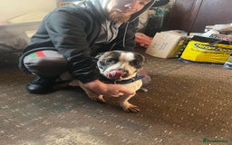 Mixed Breed dogs for sale: Staffy x Jack russell - Advert 2