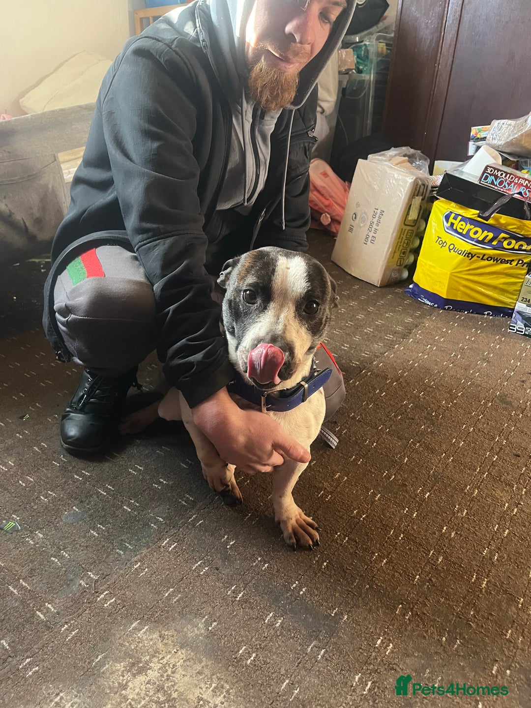 Mixed Breed dogs for sale: Staffy x Jack russell - Advert 2