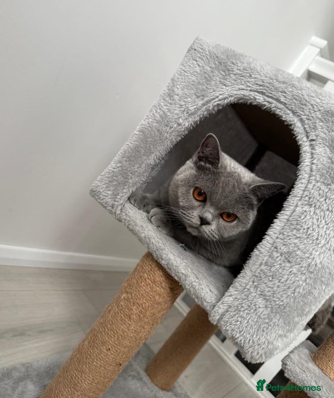 British Shorthair cats for sale: Campion blod - Image 9